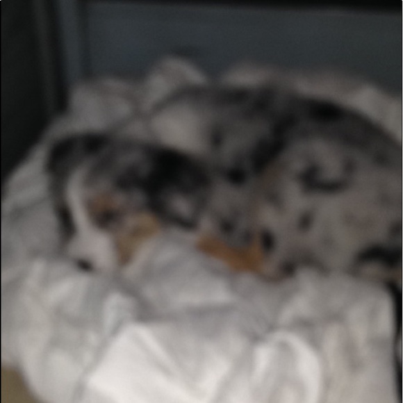 Meet your Posher, Jaeden - Picture 1 of 1